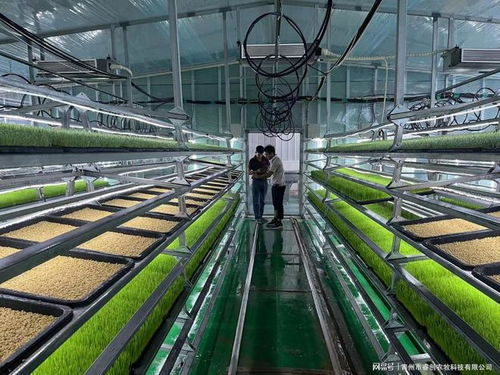 水培牧草 開(kāi)啟高效、營(yíng)養(yǎng)、健康的畜牧業(yè)優(yōu)質(zhì)飼料新時(shí)代