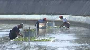 武進(jìn)打造漁業(yè)轉(zhuǎn)型升級(jí)模范區(qū)，以綠色飼料驅(qū)動(dòng)水產(chǎn)養(yǎng)殖高質(zhì)量前行