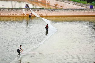 南岸區(qū)大力發(fā)展生態(tài)漁業(yè)，助推畜牧漁業(yè)飼料銷售新增長(zhǎng)